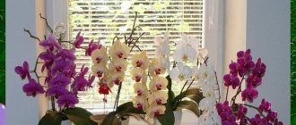 орхидея уход в домашних условиях
