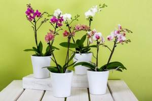 Orchid care at home after purchase