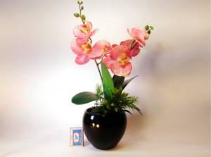 Orchid care at home after purchase