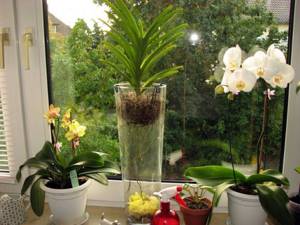 Orchid: care at home in compliance with the lighting regime