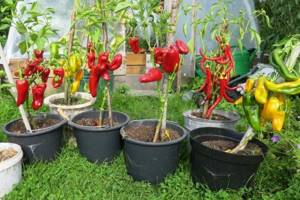 peppers in pots