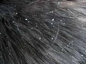 Dandruff on a cat&#39;s back. Dandruff in cats: causes and treatment 