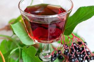 black elderberry fruits medicinal properties