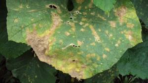 Why rusty spots appear on cucumber leaves and how to deal with them