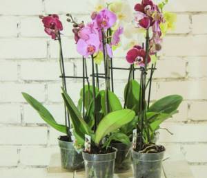 purchased orchid home care