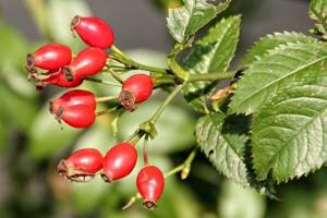 Useful and dangerous properties of rose hips