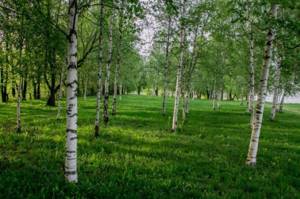 The benefits of birch sap