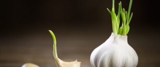 Benefits and storage of sprouted garlic
