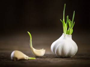 Benefits and storage of sprouted garlic