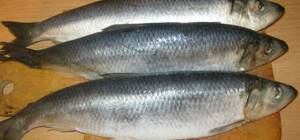 Dry salting of herring at home: recipe and cooking time