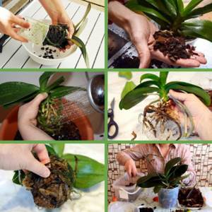 rules for replanting orchids