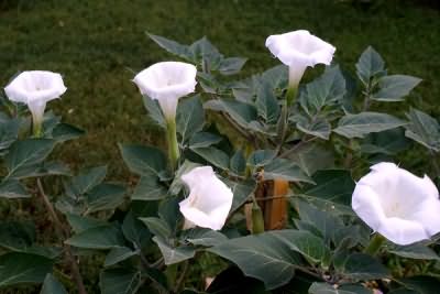 When using Datura to remove hair on women&#39;s toes, be careful; the plant is poisonous and can cause a severe allergic reaction.
