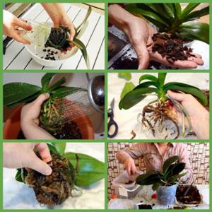 When transplanting, the root system is freed from the old substrate and washed. Dry and rotten roots are cut off and sprinkled with cinnamon or crushed activated carbon. After this, the orchid is placed in a new pot and filled with fresh substrate. 