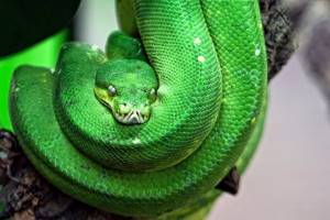 I dreamed of a green snake