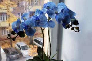 orchid blooms magnificently