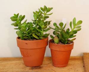 Indoor Crassula can be propagated in several ways, but the most popular is cuttings