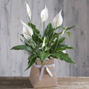 The secret to caring for spathiphyllum is simple.