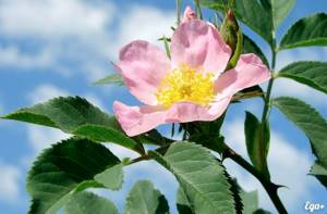 Rosehip blooms