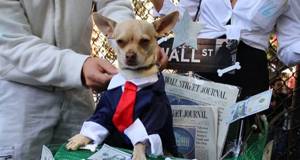 Dog Halloween took place in New York