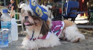 Собачий карнавал в Рио-де-Жанейро: как прошел парад любимцев