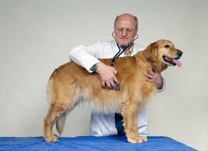 собака у ветеринара