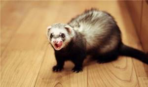 Keeping a ferret in an apartment, How to care for a ferret in an apartment