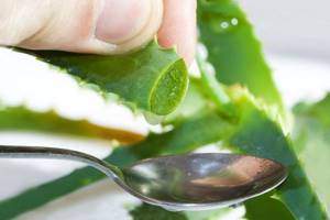 aloe juice for preparing a mixture at home
