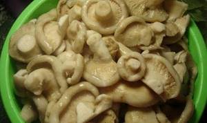 salted milk mushrooms are not good for everyone