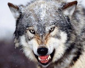 Сонник — волк: к чему снится во сне черный, белый, серый волк? К чему снятся волки женщине, девушке, мужчине: толкование сна