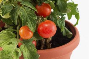 tomato in a pot