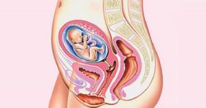 uterine tone during pregnancy
