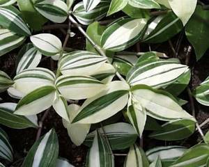 Традесканция приречная Tradescantia fluminensis variegata фото