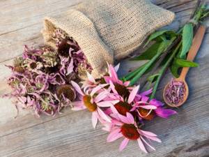 Echinacea herb for immunity: rules of use