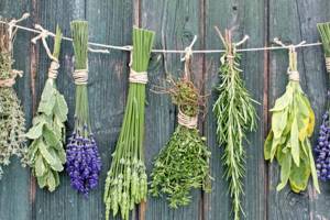 herbs for female genital infections