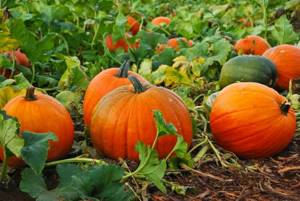 Common pumpkin belongs to the Cucurbitaceae family, genus Pumpkin