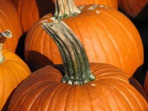 Pumpkin tails help with toothache, pyelonephritis, cystitis, salt deposits in joints