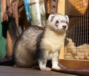 The ferret feels at ease in the chicken coop