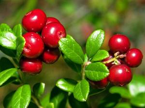 In your own country: the healthiest autumn berries