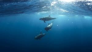 All about dolphins in a dream - detailed interpretation according to the 3 most popular dream books