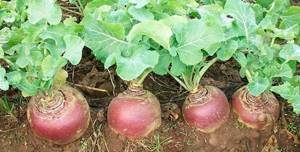 Growing rutabaga is not difficult.