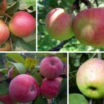 Яблоки разных сортов
