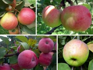 Яблоки разных сортов