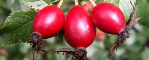 Rose hips contain vit. C and other important elements. 