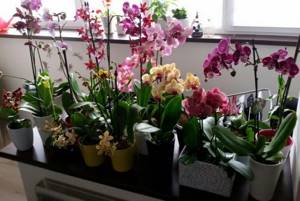 wonderful orchids at home
