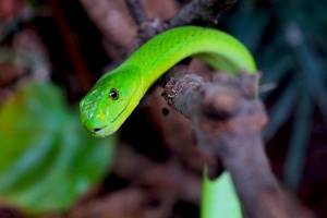 What does a green snake in a dream mean?
