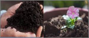soil for replanting flowers